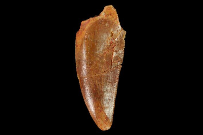 Serrated, Raptor Tooth - Real Dinosaur Tooth #162215